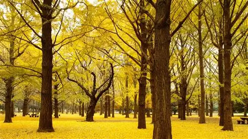 Лучшие городские парки мира