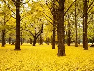Изображение может содержать дерево растений и ствол дерева