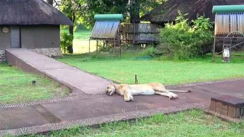 Видео: Львы удивляют гостей в отеле Mfuwe Lodge в Замбии