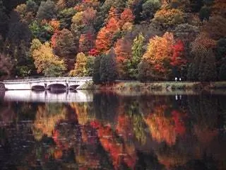На изображении может находиться вода природа дерево растение на улице пихта Abies Land Maple Art and Painting