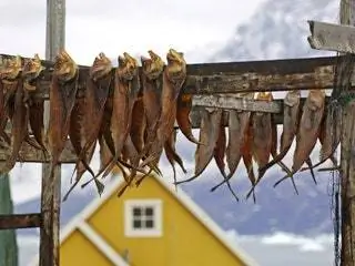 На изображении может находиться животное Морская жизнь Рыба и сельдь