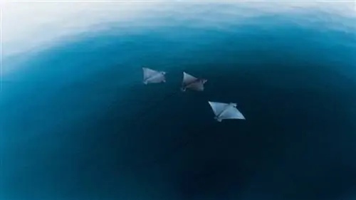 Все новые места для отдыха на австралийских островах Уитсанди