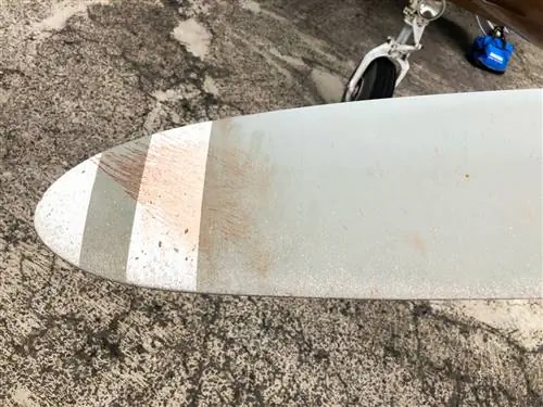 Останки пострадавшей во время полета птицы.