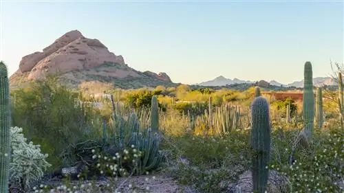 10 лучших занятий в Финиксе