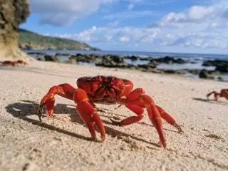 На изображении может находиться животное Морская жизнь Морепродукты Еда Краб и омар
