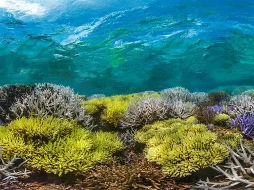 На изображении может находиться: вода, на улице, природа, океан, море, животное, морская жизнь, риф, коралловый риф и водные объекты