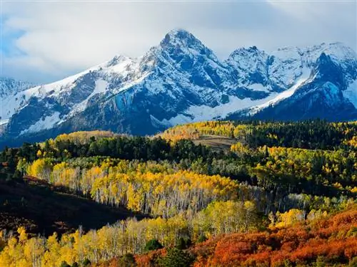 На изображении может находиться дерево растение природа на улице Mountain Range Mountain Fir Abies and Conifer
