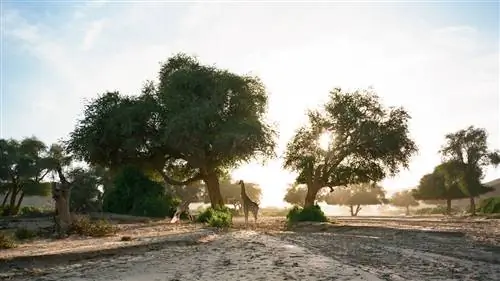 Почему ваше следующее сафари должно быть в Намибии