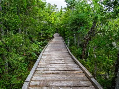 Дощатый настил через лесную часть тропы у пруда с дымоходом в государственном парке Бакстер.