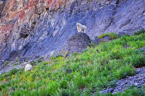 Белый пушистый горный козел на горе Тимпаногос, пеший туризм по тропе Тимпунеке в Uinta Wasatch Cache National