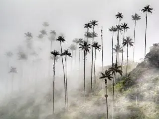 На изображении может находиться природа погода на улице туман туман растение и дерево