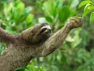 На изображении может находиться животное птица живая природа млекопитающее трехпалый ленивец и ленивец