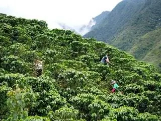 На изображении может находиться природа человек человек на открытом воздухе растительность дерево тропический лес земля сельская местность и джунгли