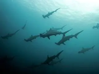 На изображении может находиться животное акула рыба морская жизнь транспорт транспорт самолет самолет и большая белая акула