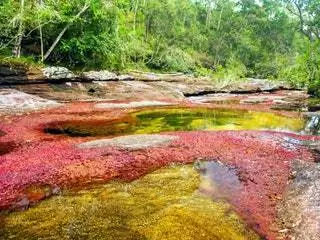 На изображении может находиться природа на улице Земля вода растение растительность пустыня ручей лист ручей и дерево
