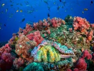 На изображении может находиться Вода Океан Море На открытом воздухе Природа Животные Морская жизнь Риф Водный Коралловый риф и беспозвоночные