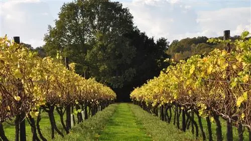 Кент готов стать британской долиной Напа