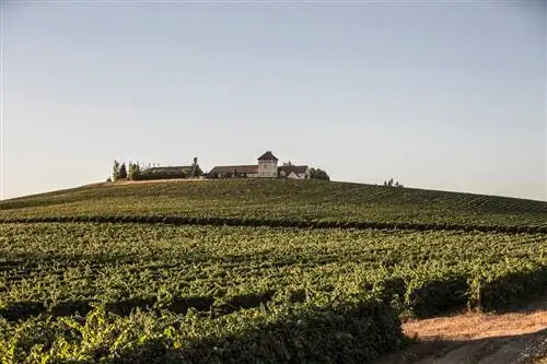 Винодельня Kings Estate, Орегон