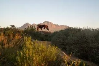 Южная Африка Музей Кейптауна Сад скульптур Дилана Льюиса