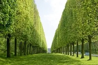 Это изображение может содержать растение трава зеленое дерево растительность газон сад беседка и на открытом воздухе