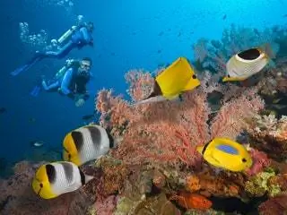На изображении может находиться Вода Животные Рыбы На улице Природа Океан Море Морская жизнь Риф Человек и рыба-ангел