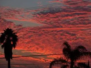На изображении может находиться растение Пальма Arecaceae Tree Природа на улице Красное небо Рассвет Закат Сумерки Небо и тропики