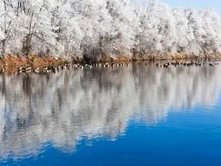 На изображении может находиться природа на улице водяное растение ледяное дерево и трава