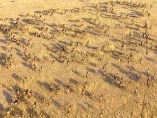 На изображении может находиться почва земля природа на улице песок птица и животное