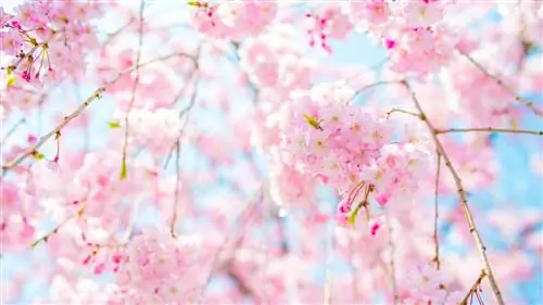 Где увидеть цветущую вишню в Киото без толпы