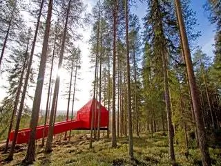 На изображении может находиться дерево растение пихта Abies Conifer and Camping