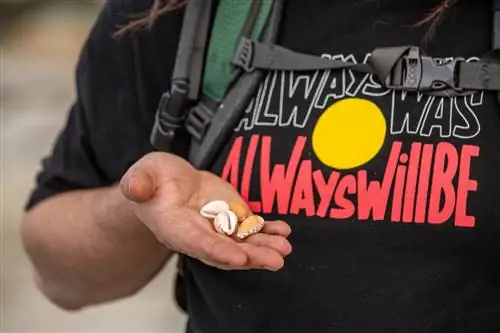 Путеводитель по вукалине с ракушками