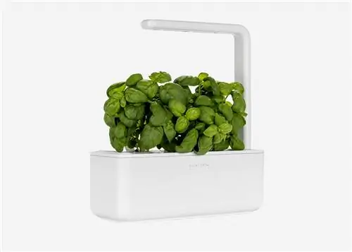 На изображении может находиться растение, фрукты, еда и виноград.