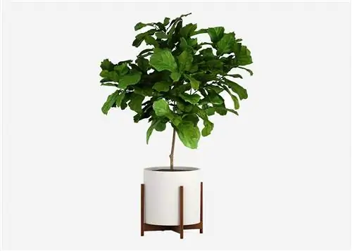 Изображение может содержать растение дерево и лист