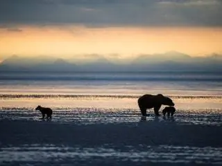 Это изображение может содержать животное Дикая природа Млекопитающее Слон На открытом воздухе Силуэт Природа Домашнее животное Собака Собака Море и океан