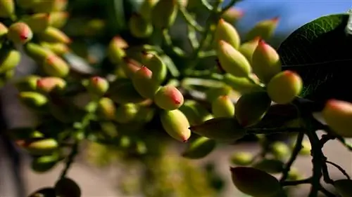 Удивительный дом лучших в мире фисташек