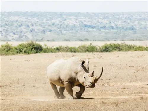 На изображении может находиться животное дикая природа млекопитающие и носороги