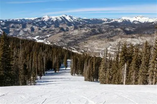 На изображении может находиться растение дерево пихта Abies Mountain на улице природа горный хребет хвойные деревья и лед