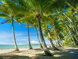 На изображении может находиться летнее растение Arecaceae Palm Tree Tree and Tropical