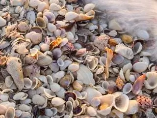 Это изображение может содержать животных беспозвоночных моллюсков морских ракушек и грибов. Это изображение может содержать животных беспозвоночных моллюсков морских ракушек и грибов.