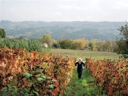 На изображении может находиться природа человек человек на улице сельская местность ферма и виноградник
