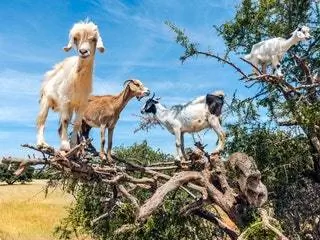 На изображении может находиться животное Млекопитающее Коза Дикая природа Антилопа Горный козел Собака Домашнее животное и собака