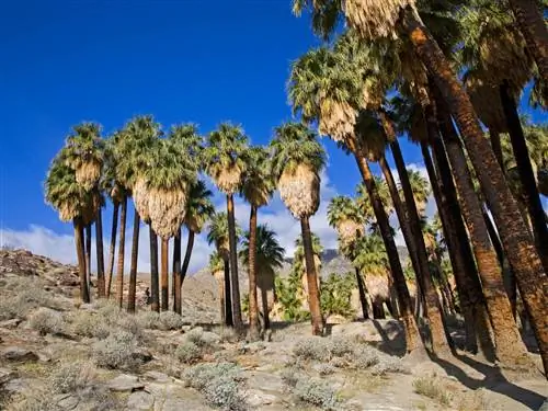 На изображении может находиться растение дерево Arecaceae пальма на улице природа и ствол дерева