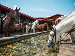 Это изображение может содержать животных, млекопитающих, лошадей и конников.