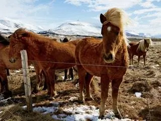 Это изображение может содержать животное Млекопитающее Жеребенок Лошадь Лошадь Природа На открытом воздухе Поле Пастбище Жеребенок и сельская местность