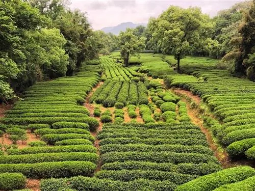 Желаю вам побывать здесь: древняя чайная столица Китая