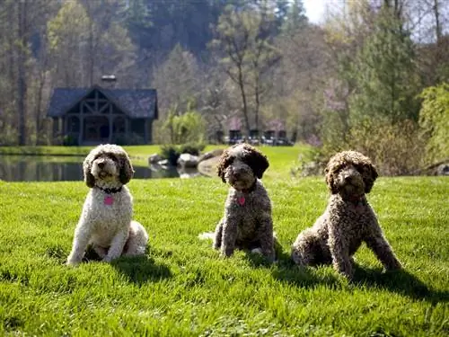 5 развлечений для любителей собак