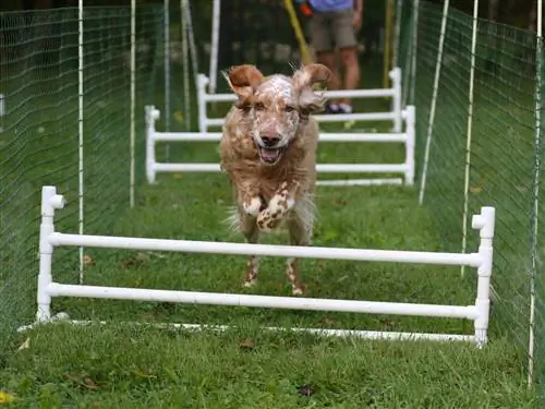 На изображении может находиться человек животное животное собака млекопитающее собака домашнее животное растение трава и препятствие