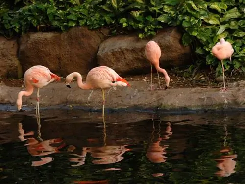 На изображении может находиться животное Стая птиц и фламинго