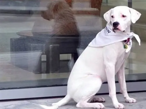 На изображении может находиться животное Собака Млекопитающее Домашнее животное Ремешок для собак и Чихуахуа