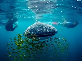На изображении может находиться Вода На улице Человек Спорт Спорт Дайвер Животное Черепаха Рептилия и морская жизнь